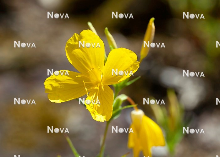 N0934511 Oenothera fruticosa