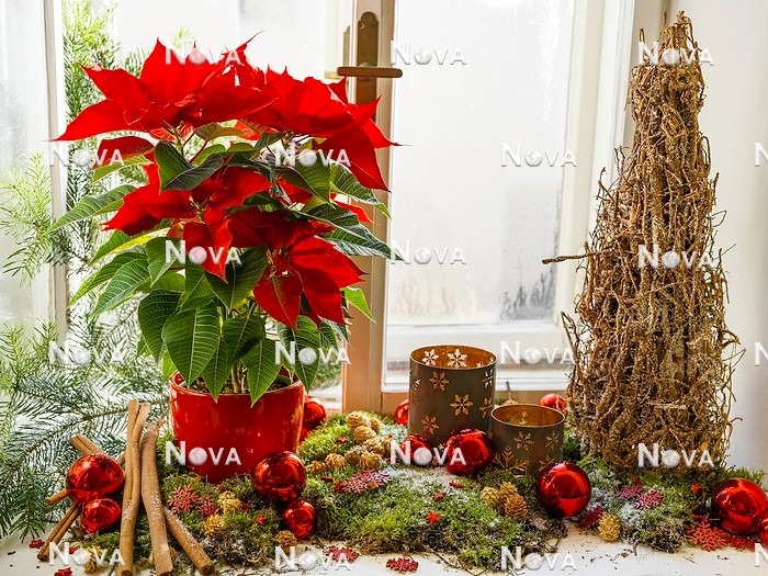 N2302334 Weihnachtsdekoration mit Euphorbia pulcherrima