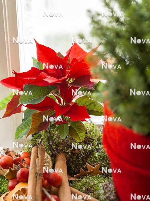 N2302335 Weihnachtsdekoration mit Euphorbia pulcherrima