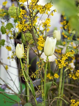 Blumengesteck, Floristik, Forsythia x intermedia, Frühlingsblüher, Tulipa (Genus), Viburnum opulus
