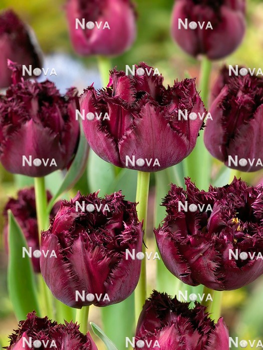 N1928124 Tulipa Crispa Paint It Black