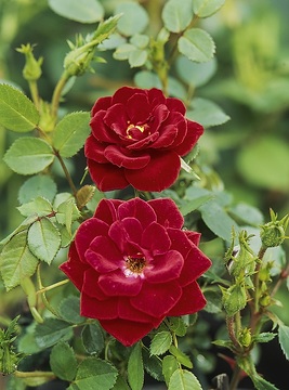 Rosa Miniature