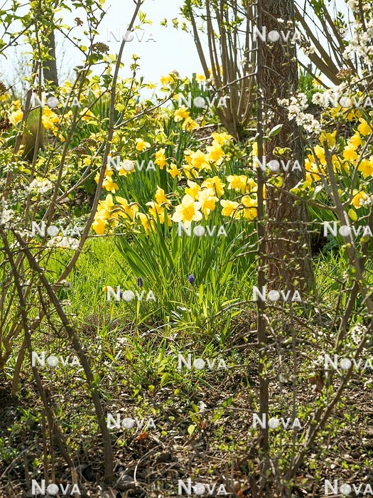 N1928214 Frühlingsstimmung mit Narcissus