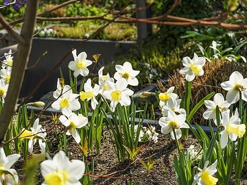 Frühling, Frühlingsblüher, Frühlingsstimmung, Narcissus (Genus)