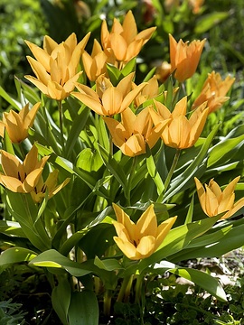 Frühling, Frühlingsstimmung, Gegenlicht, Tulipa Single Early