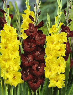 Gladiolus (Genus)