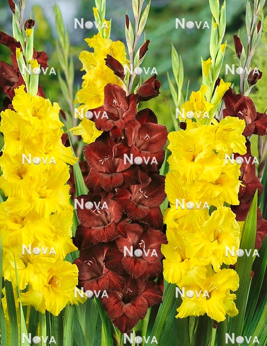 N1928342 Gladiolus mix