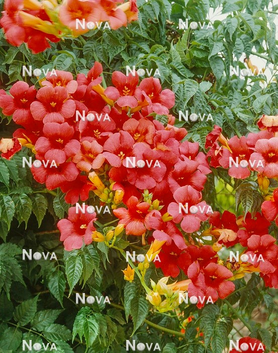 12 60 66 Campsis grandiflora