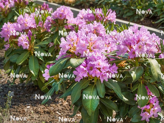 N0205850 Rhododendron INKARHO Dufthecke ® Lila