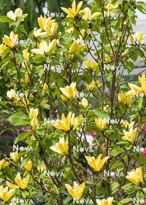 N0119675 Magnolia Daphne