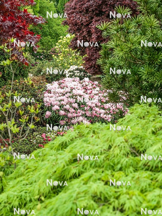 N0119688 Gartengestaltung mit Rhododendron und Laubgehölzen