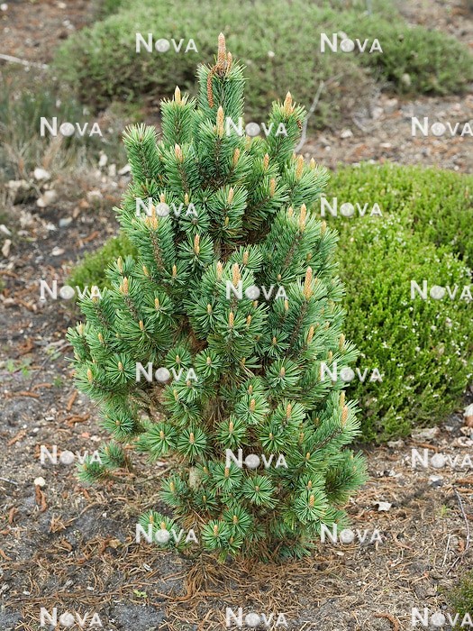 N0503430 Pinus Little Doll