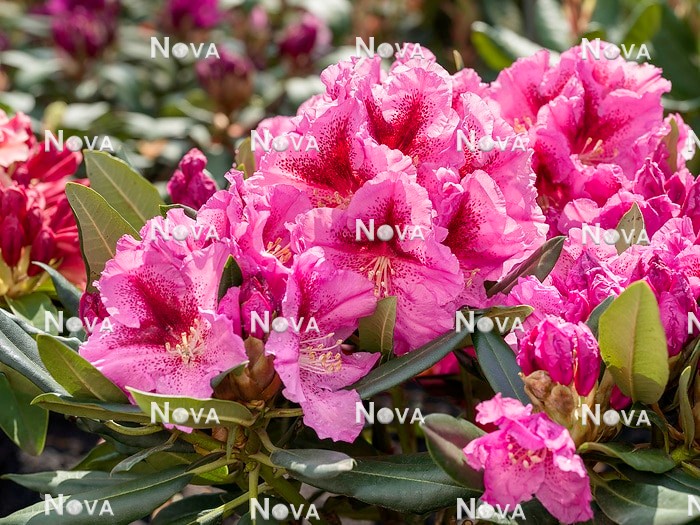 N0205859 Rhododendron Lady Like