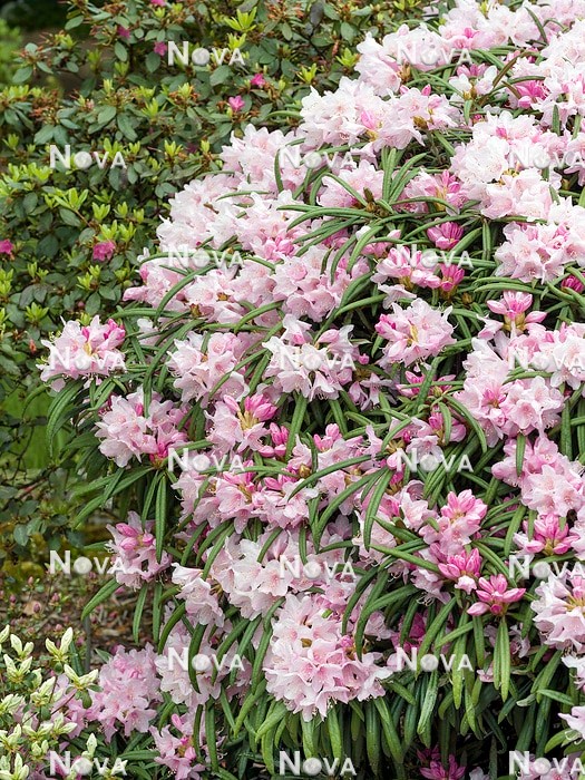 N0205888 Rhododendron makinoi