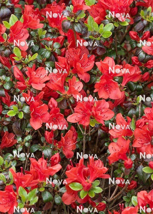 N0205896 Rhododendron Red Canzonetta