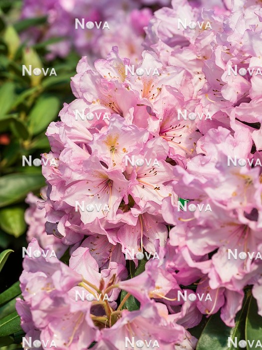 N0205833 Rhododendron Rose Duft