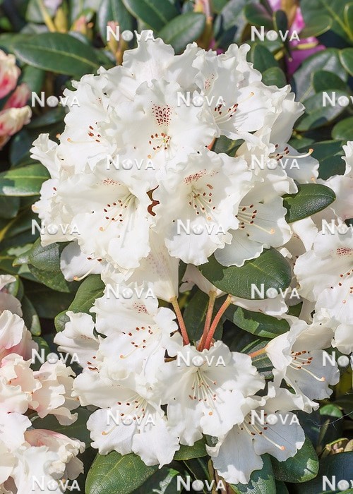 N0205766 Rhododendron Marietta