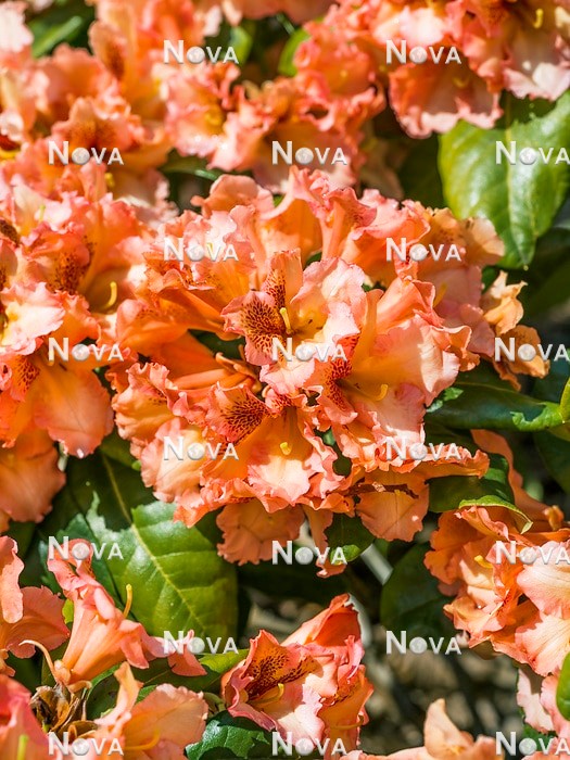 N0205782 Rhododendron Salmon Kiss