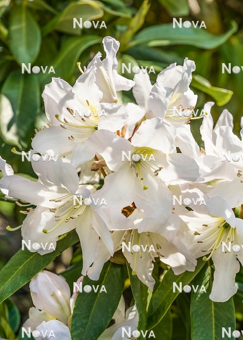 N0205725 Rhododendron INKARHO-Dufthecke ® Weiß