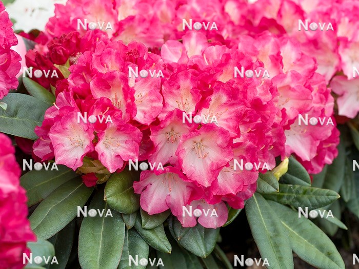 N0205916 Rhododendron Fantastica