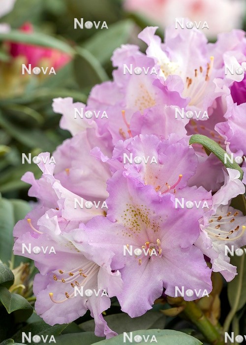 N0205909 Rhododendron Caroline Allbrook