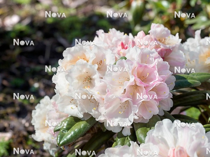 N0205707 Rhododendron Oberschlesien