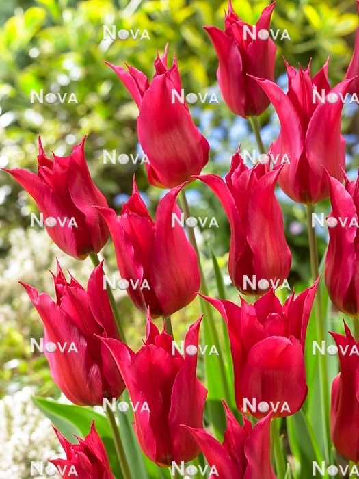 N1928432 Tulipa Lily Flowered Queen Rania
