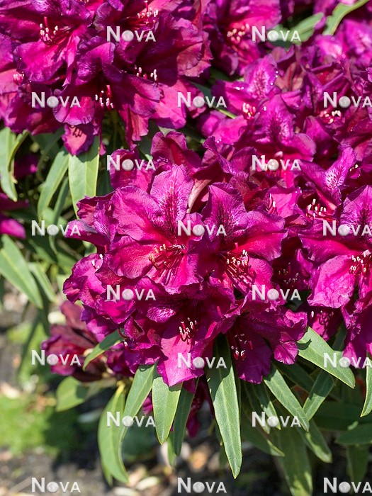 N0205793 Rhododendron Purple Graziella