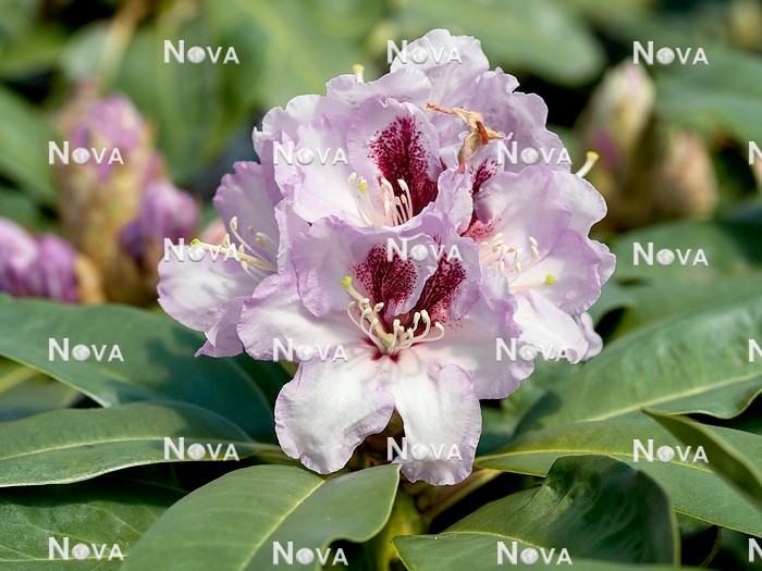 N0205941 Rhododendron Maroon Sappho