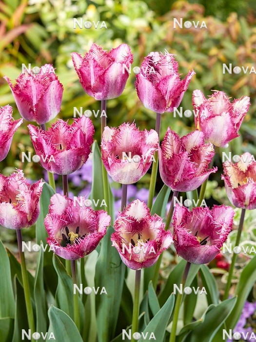 N1928499 Tulipa Crispa Colour Fusion
