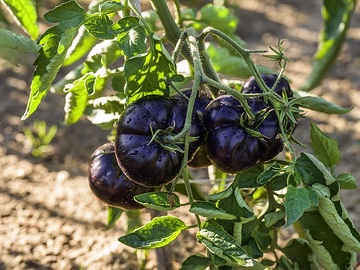Legutko, Solanum lycopersicum