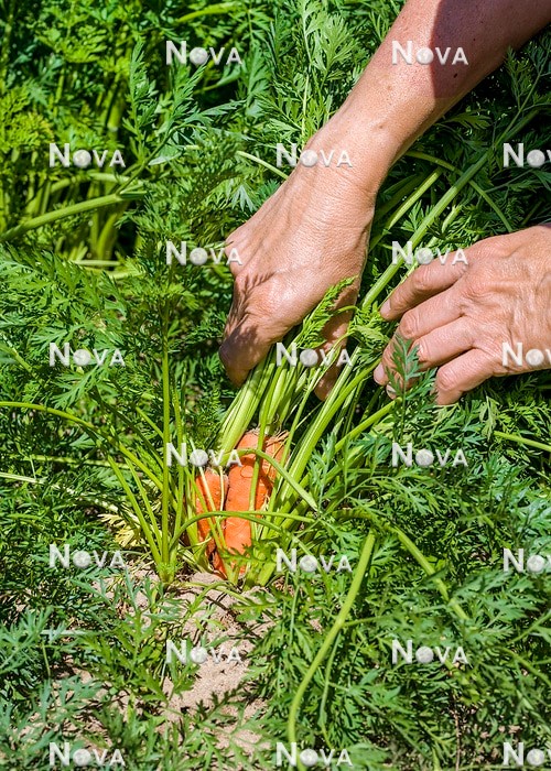 N1717371 Daucus carota subsp. sativus being harvested