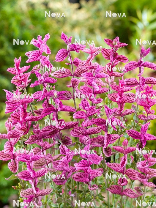 N1529948 Salvia Pink Sundae
