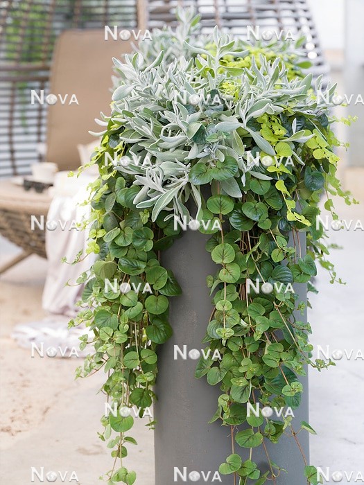 N0934917 Ornamental leaf plants Fancifillers® mix in pot
