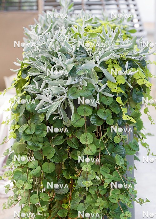 N0934916 Ornamental leaf plants Fancifillers® mix in pot