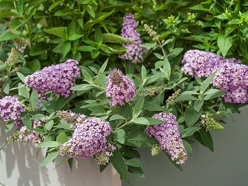 Summer lilac «butterflybush (Genus)»