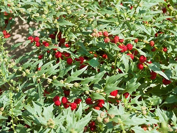 Chenopodium foliosum, Legutko
