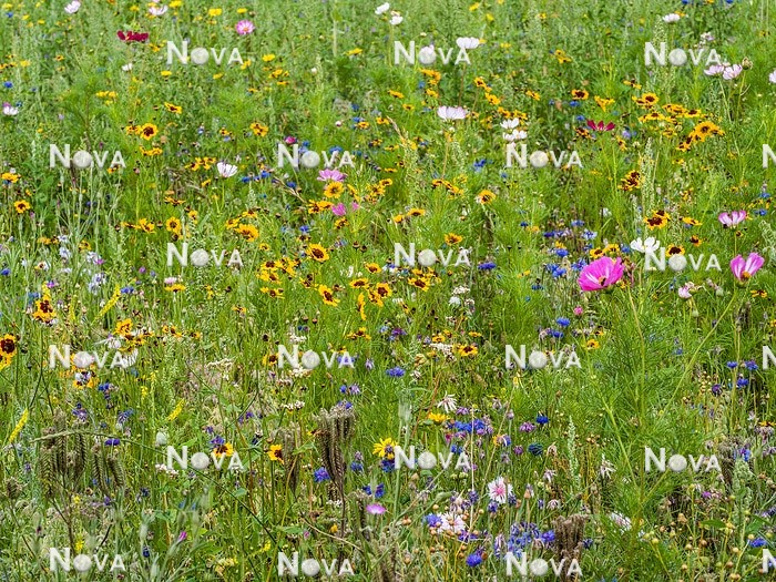N1530551 Flower meadow with annuals