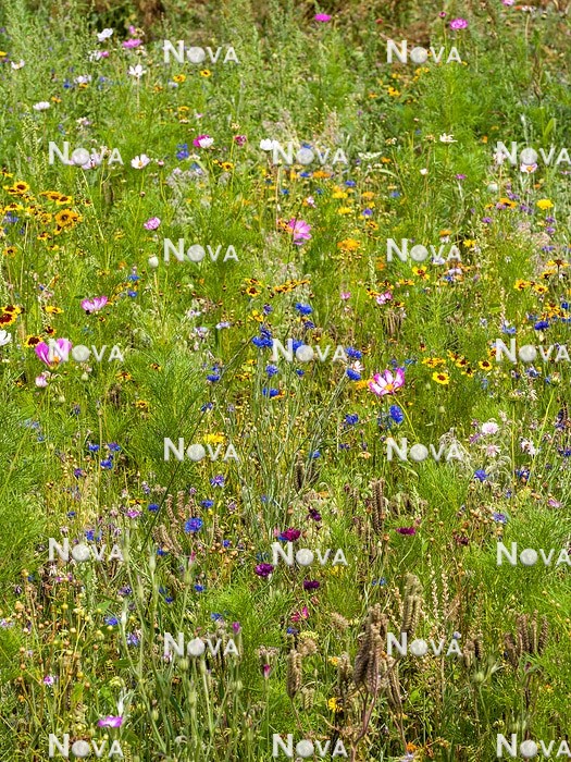 N1530553 Flower meadow with annuals