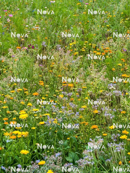 N1530555 Flower meadow with annuals