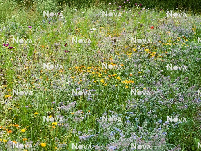 N1530550 Flower meadow with annuals