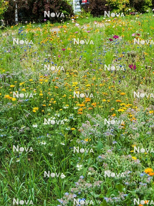 N1530556 Flower meadow with annuals