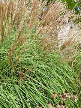 Chinese Silver Grass, Vitroflora
