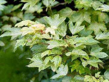 Acer pseudoplatanus
