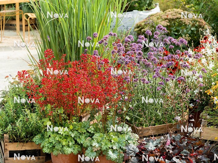 N0935518 Perennial mix in various plant container