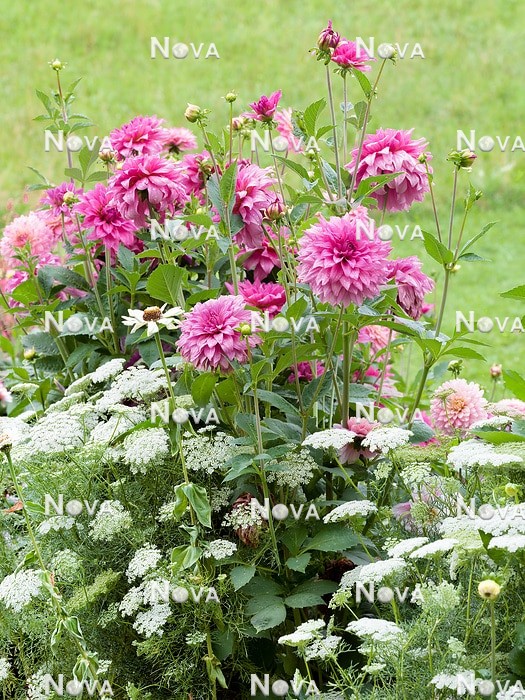 N1530605 Planting with Dahlia and Ammi Green Mist