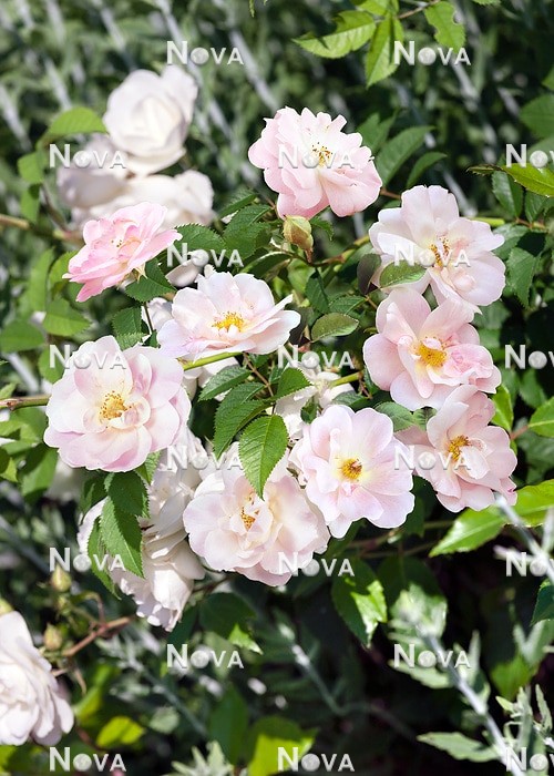 N0806260 Rosa Perennial Blush ®