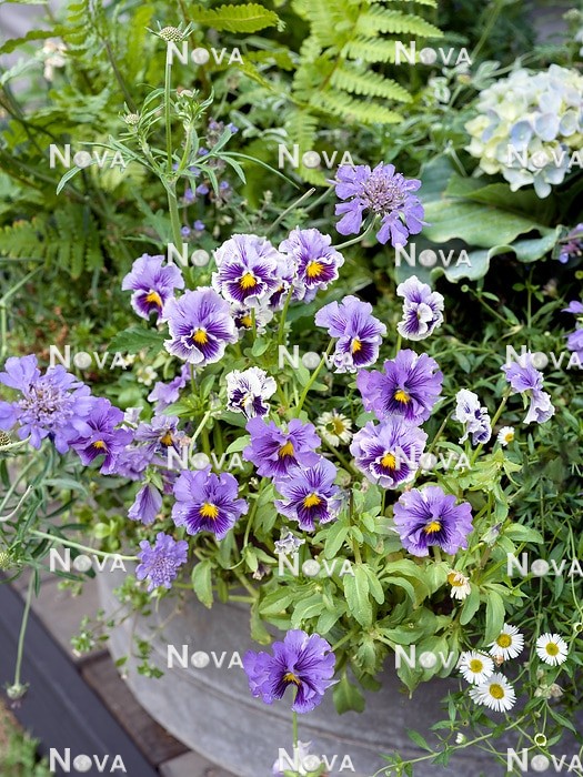 N1530712 Viola mix in pot