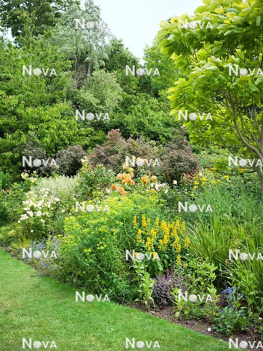 N1007772 Plant border with perennials, grasses, roses and ornamental shrubs
