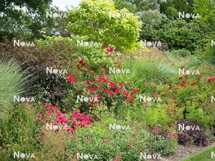 N1007777 Plant border with perennials, grasses, roses and ornamental shrubs